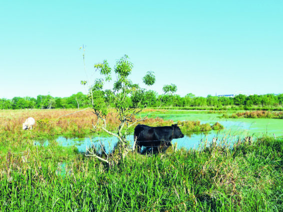 Un marais avec une vache dans le paysage