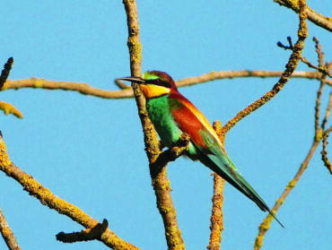 Oiseau coloré sur une branche