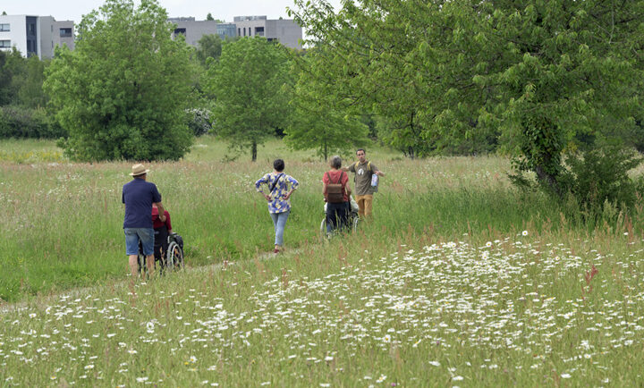 Plusieurs personnes, dont deux en fauteuil roulant, se baladent sur un chemin du parc de la Bégraisière, entourés de prairies fleuries.