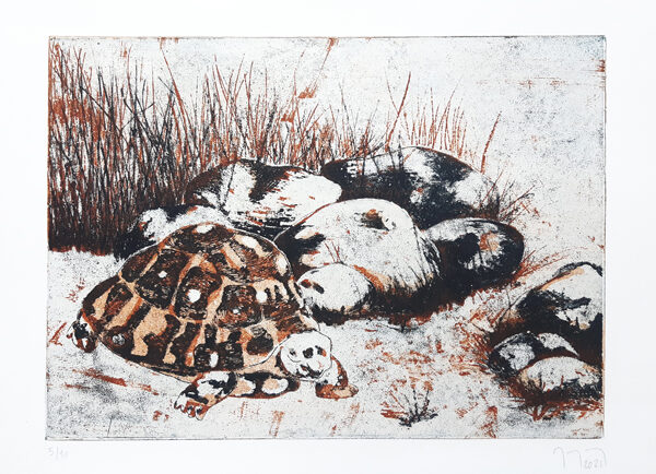 Une tortue marche devant des cailloux et des herbes hautes.