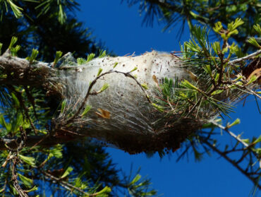 Nid de chenilles processionnaires, constitué de nombreux fils blancs entrelacés, sur une branche de pin.