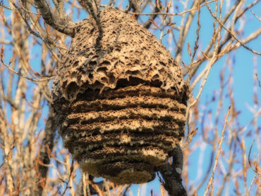 Un nid de frelon asiatique dans les hauteurs d'un arbre
